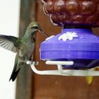 Colibrí pico ancho