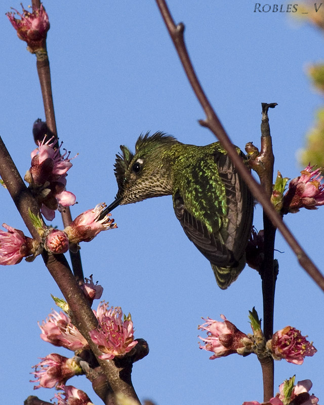 Colibri Primaveral