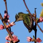 Colibri Primaveral