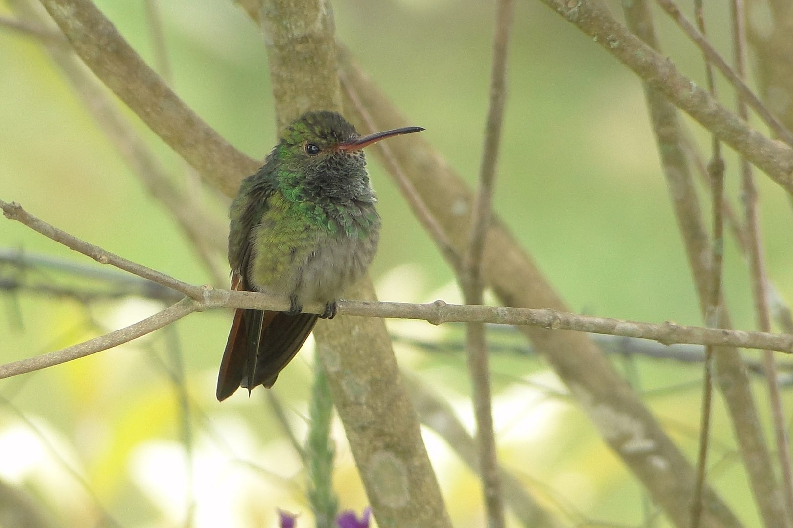 Colibrí Rabirrufa (AmaziliaTzacatl) 10 cts