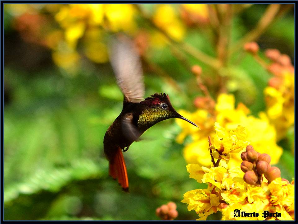 COLIBRI RUBI