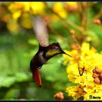 COLIBRI RUBI