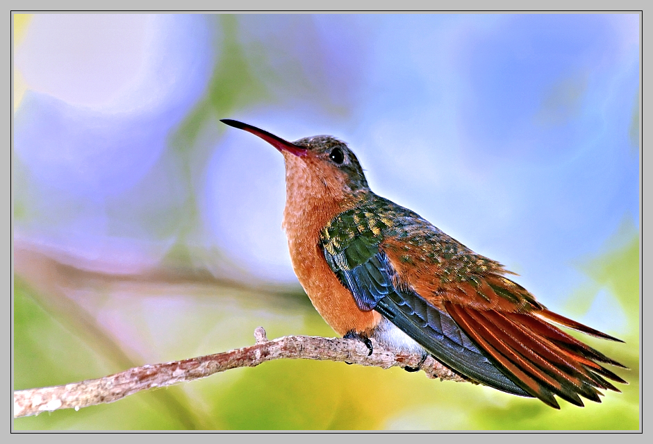 Colibri rubis-émeraude