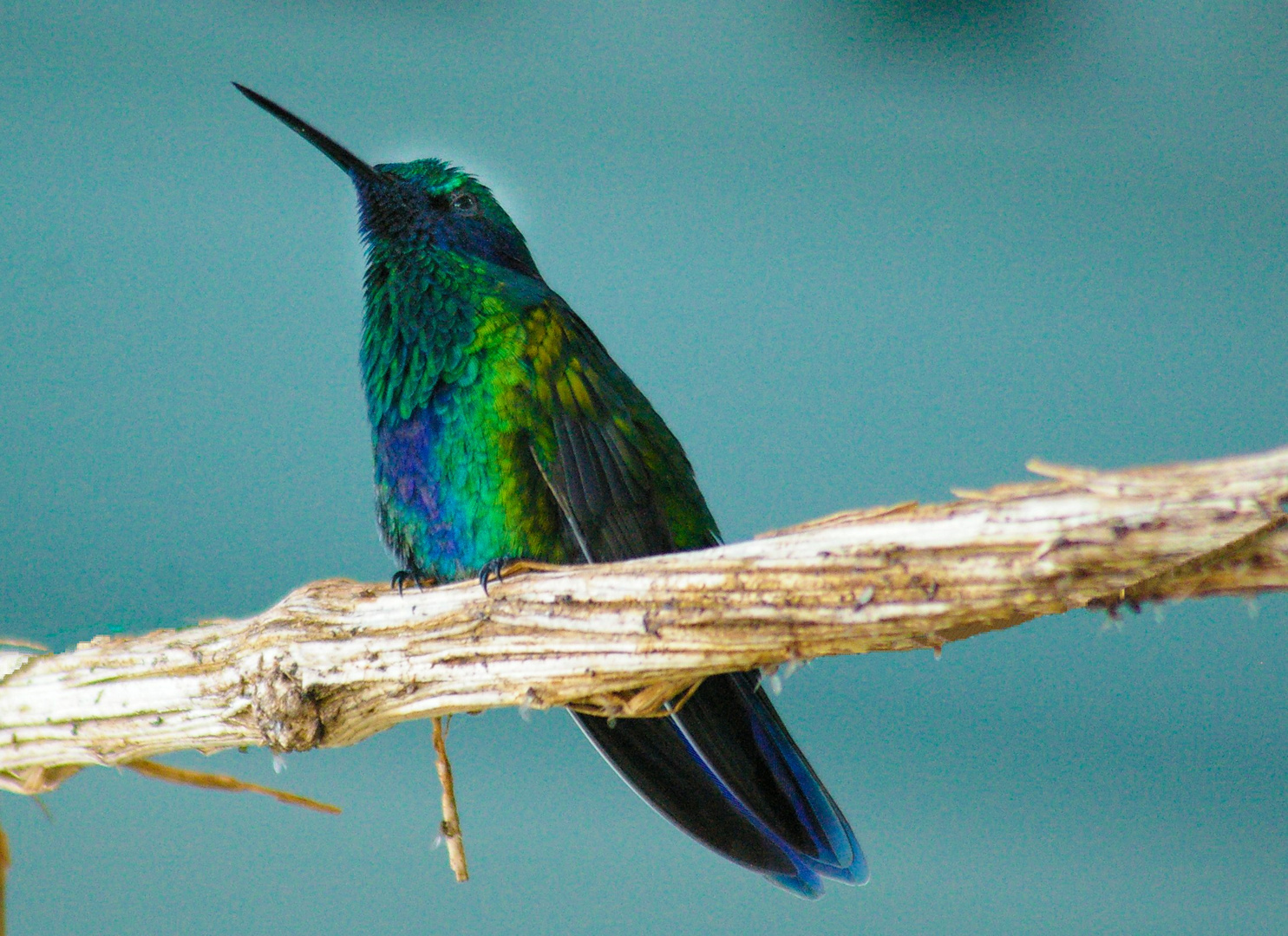 colibri sul posatoio....