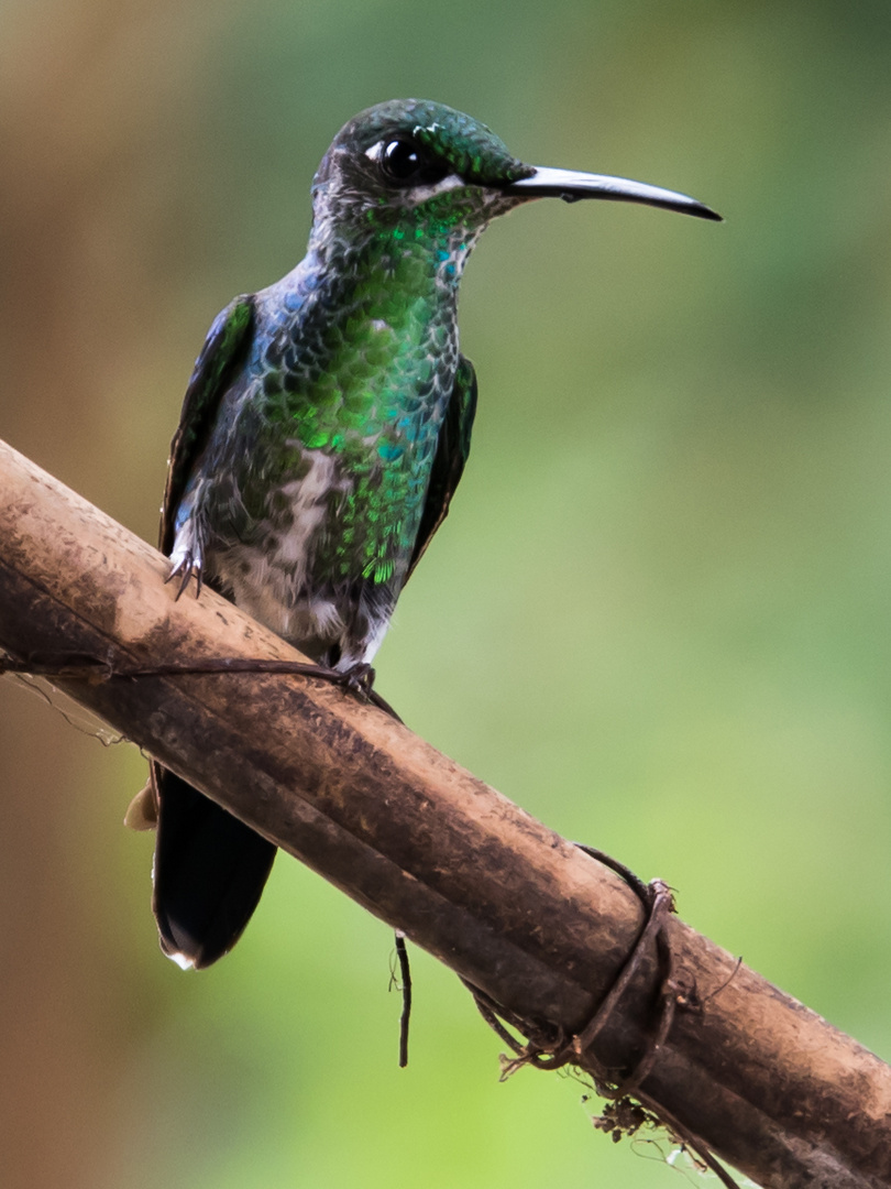 Colibri sur branche