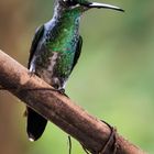 Colibri sur branche