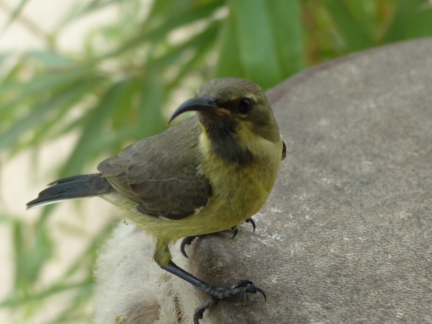 colibri sur djembe