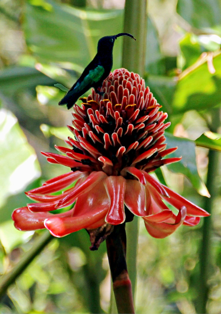 Colibri sur rose de porcelaine