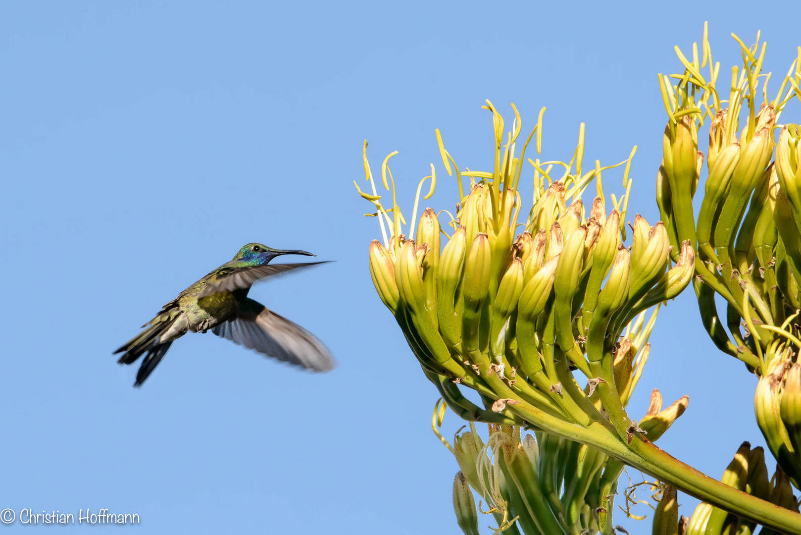 Colibri thalassinus