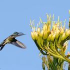 Colibri thalassinus