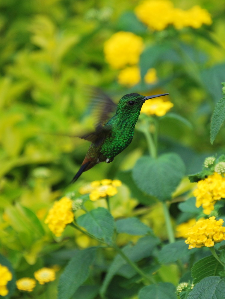 Colibrí Verde (Colibri coruscans)