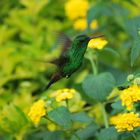 Colibrí Verde (Colibri coruscans)