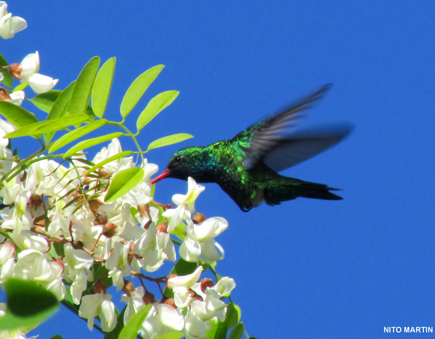 Colibrí y la Acacia.