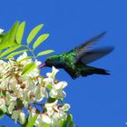 Colibrí y la Acacia.