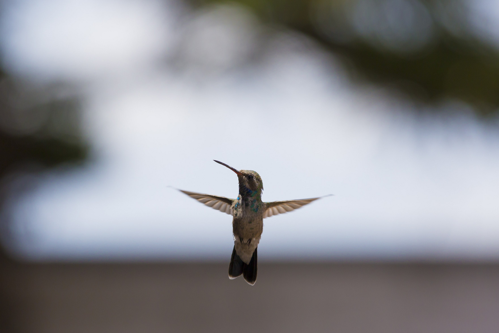 Colibri_001