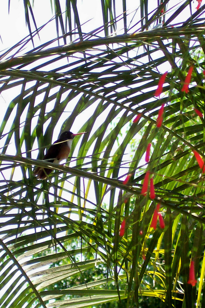 colibrí01