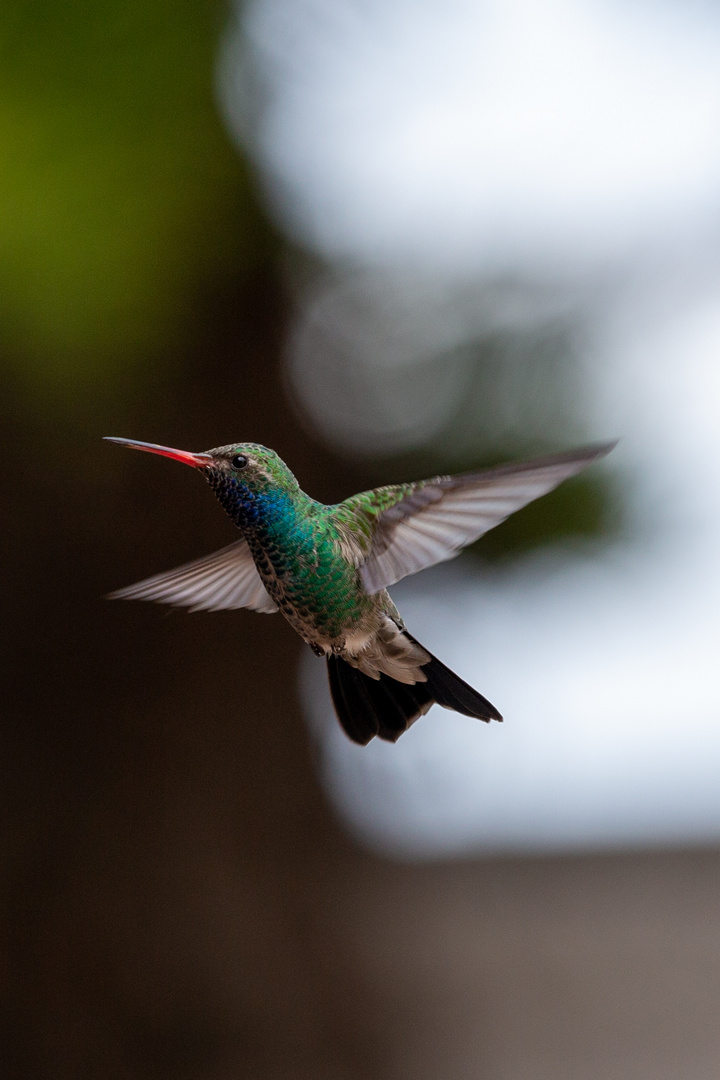 Colibri_01