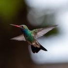 Colibri_01