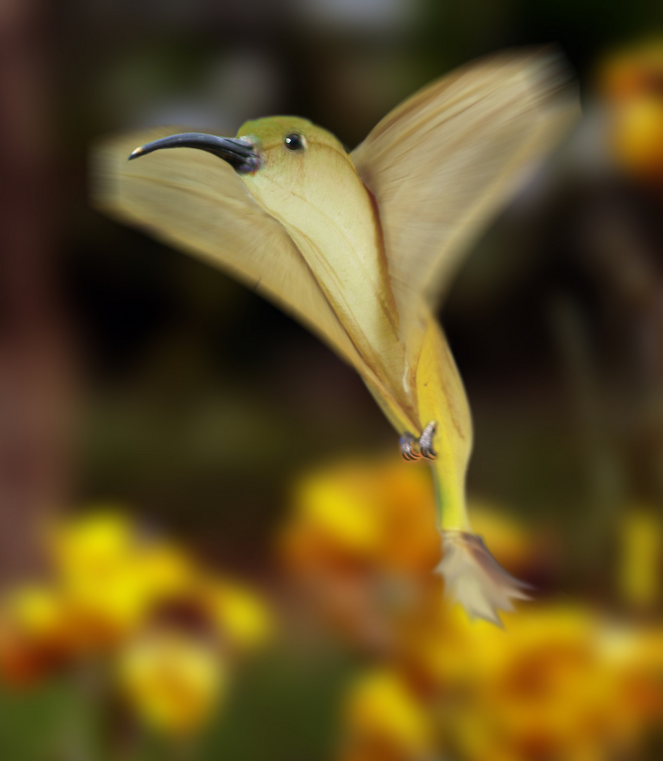 colibri2