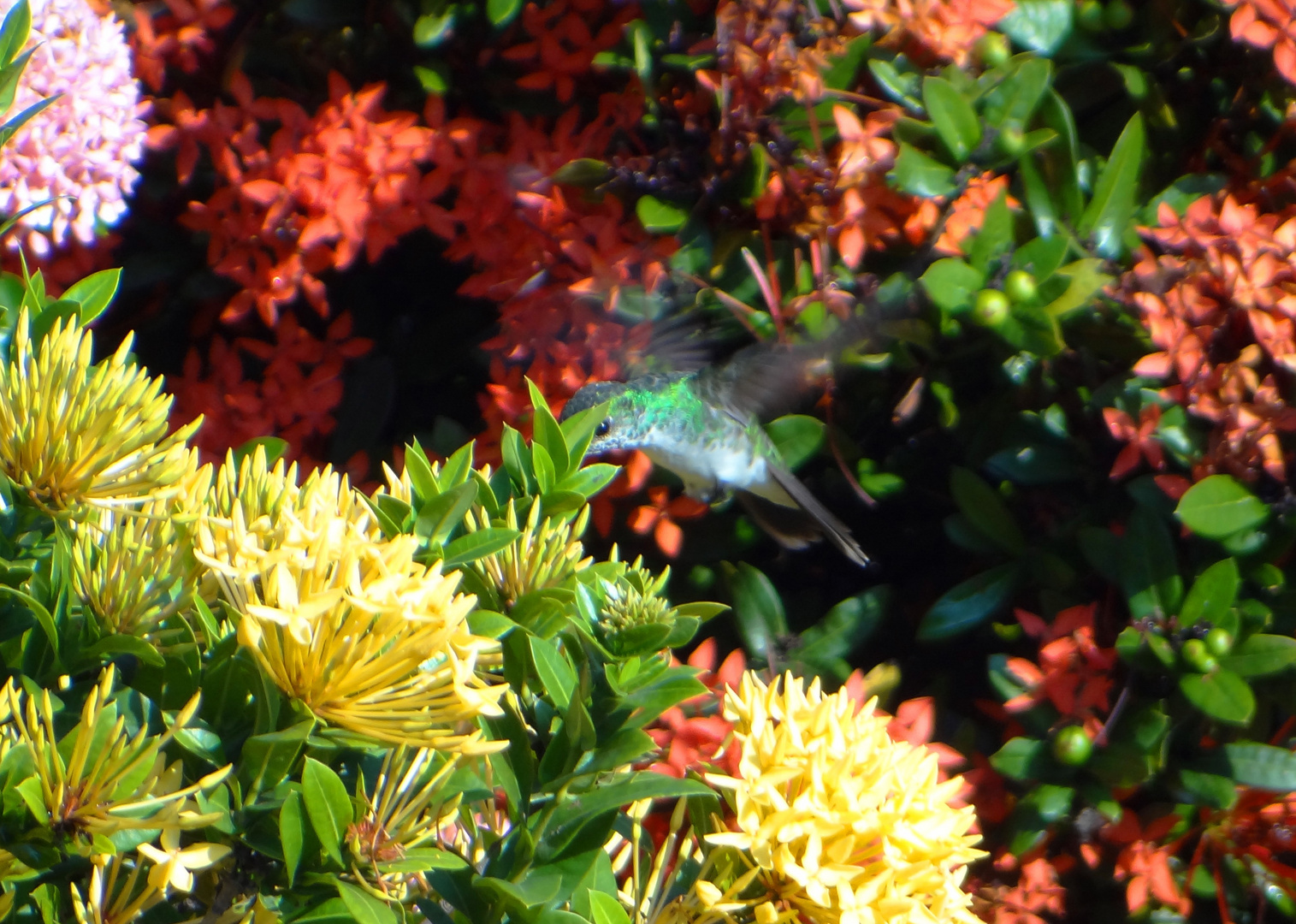 Colibrí...en plena faena