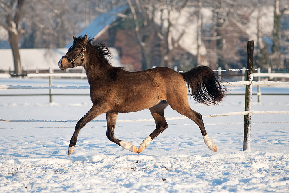 Colin im Schnee 02