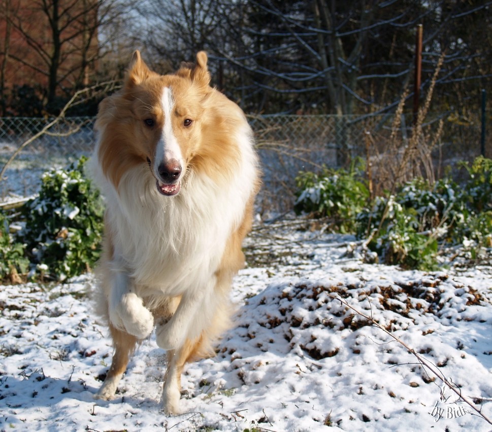 Colin im Schnee