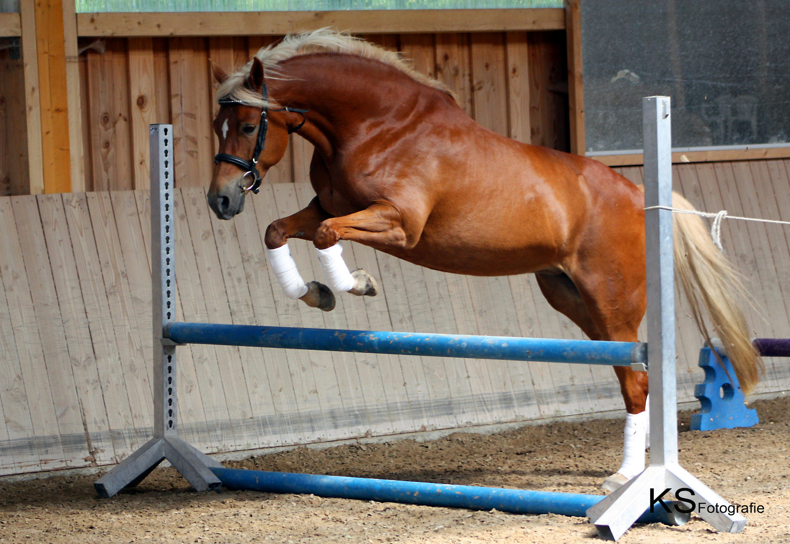 Colinda - 12jähriges Deutsches Reitpony - beim Freispringen