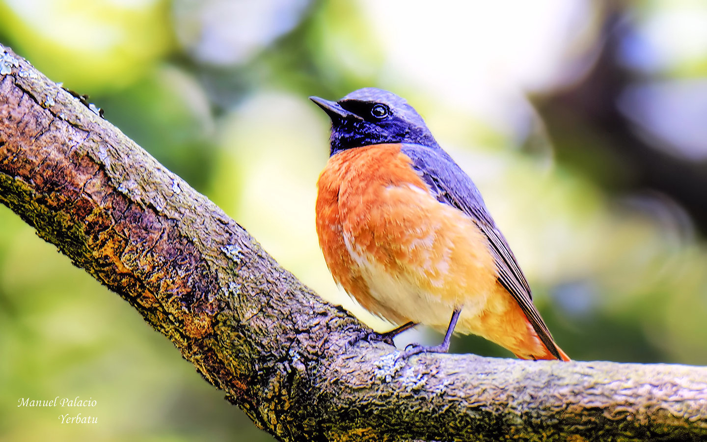 Colirrojo real - Phoenicurus phoenicurus