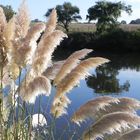 colitas de zorro,en el rio quequen