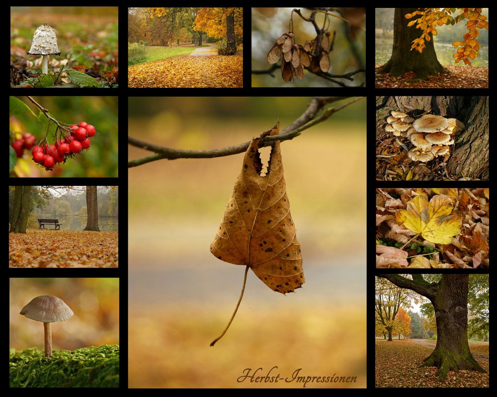 Collage 1 / Herbst-Impressionen