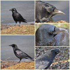 Collage 1 von 4 vom Schlopa heute