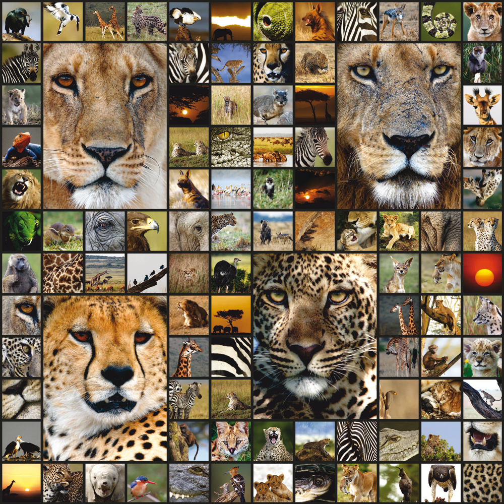 Collage Foto & Bild tiere, wildlife, nashorn Bilder auf