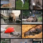 Collage aus dem Zoo Duisburg