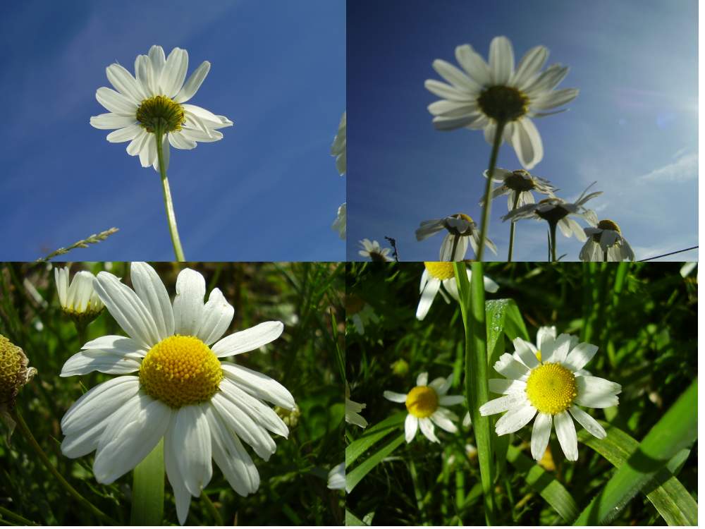 Collage aus Gänseblümchen