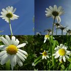 Collage aus Gänseblümchen