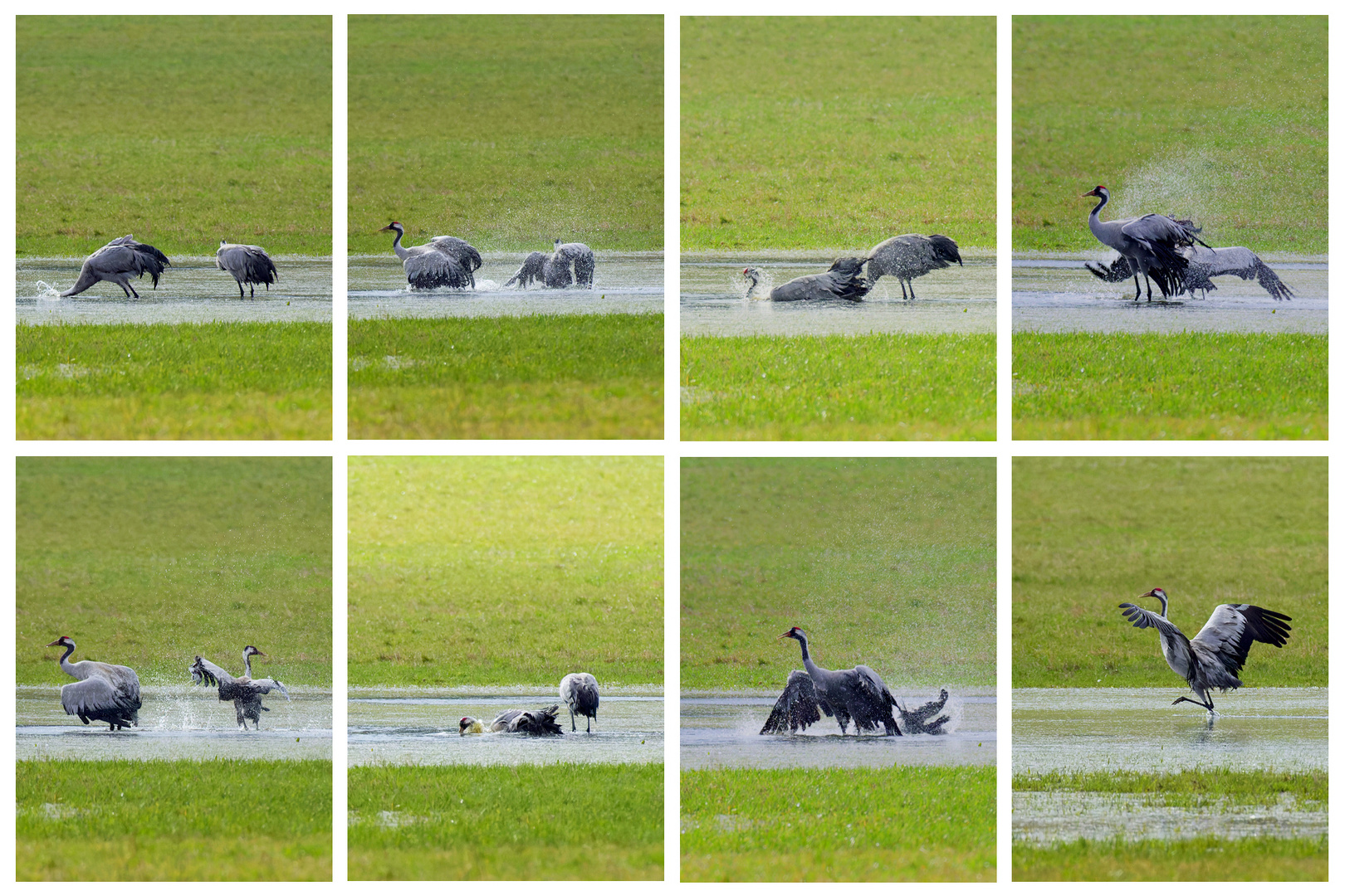 Collage : Badende Kraniche (Grus grus)