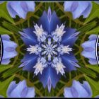 Collage blaue Hortensie