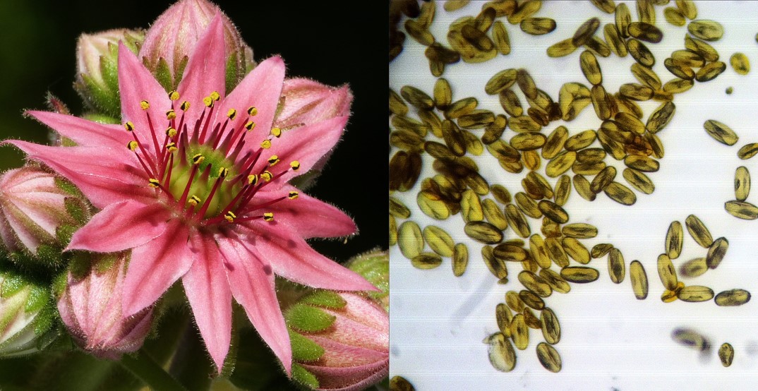 Collage: Blüte, Pollenbeutel und Pollenkörner (Dreifurchenpollen)