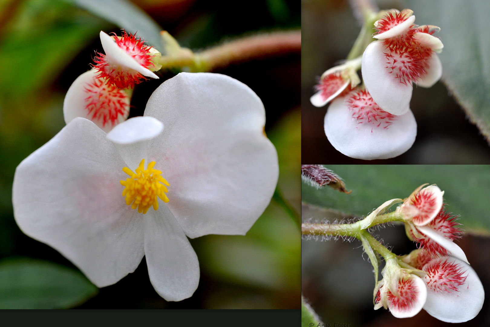 Collage Botanischer Garten in Gießen