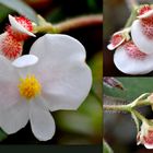 Collage Botanischer Garten in Gießen