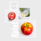 Collage "Der Apfel"