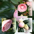 Collage der Camelia Japonica