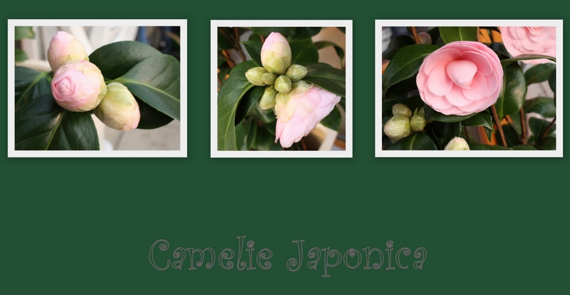 Collage der Camelie Japonica