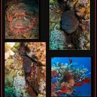 ...Collage der Unterwasserwelt...