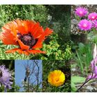 Collage des Botanischen Gartens