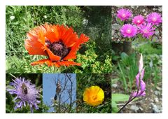 Collage des Botanischen Gartens