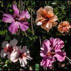 Collage des Kanaren-Hibiskus 