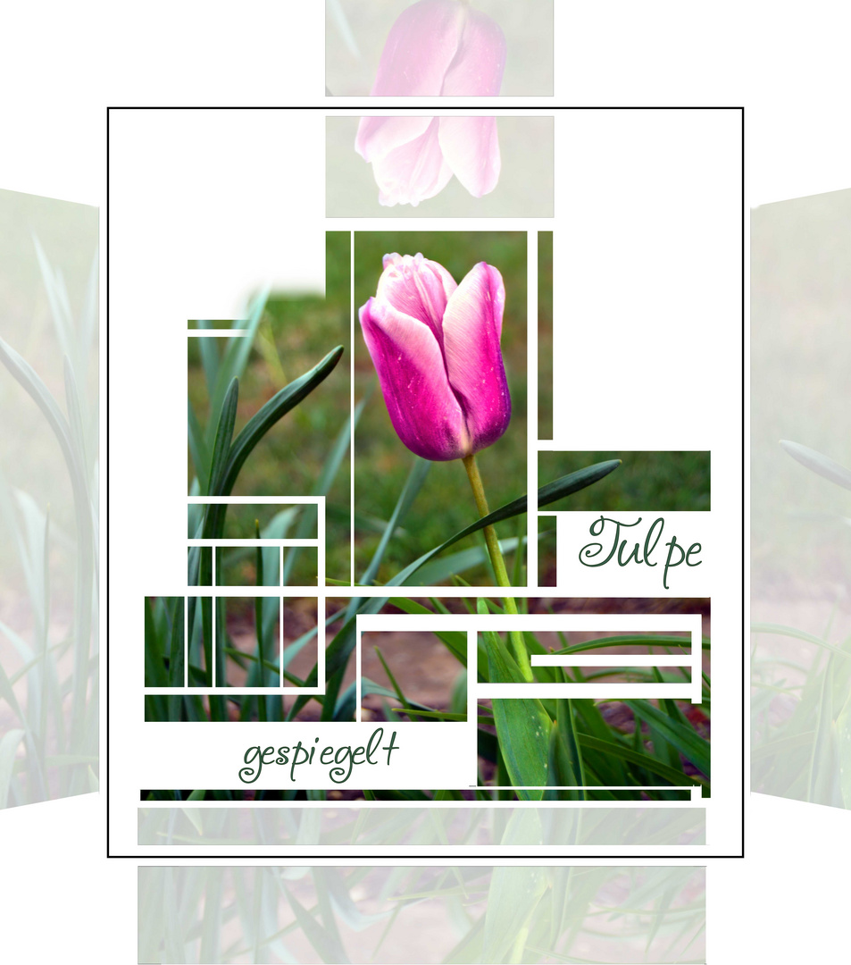 Collage einer gespiegelten Tulpe