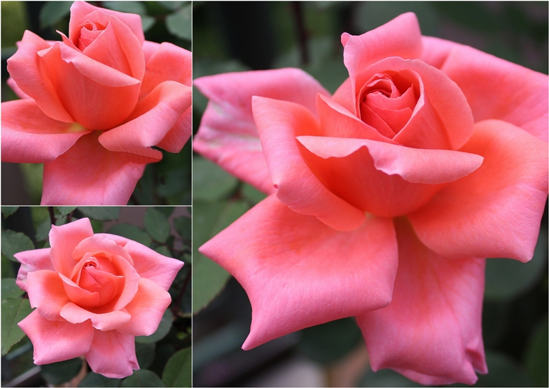 Collage einer wunderschönen Rose