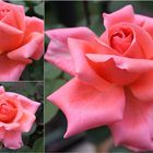 Collage einer wunderschönen Rose
